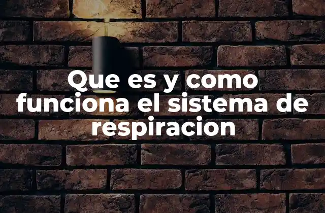 Que es y como Funciona el Sistema de Respiracion