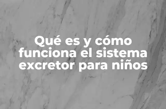 Qué es y Cómo Funciona el Sistema Excretor para Niños