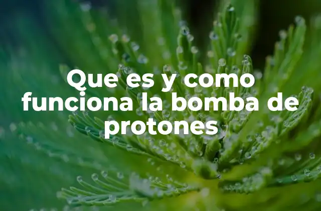 Que es y como Funciona la Bomba de Protones 2 El papel de la bomba de protones en la producción celular