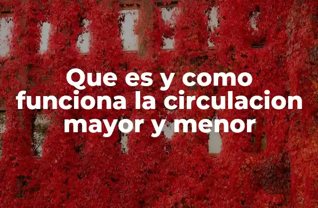 Que es y como Funciona la Circulacion Mayor y Menor