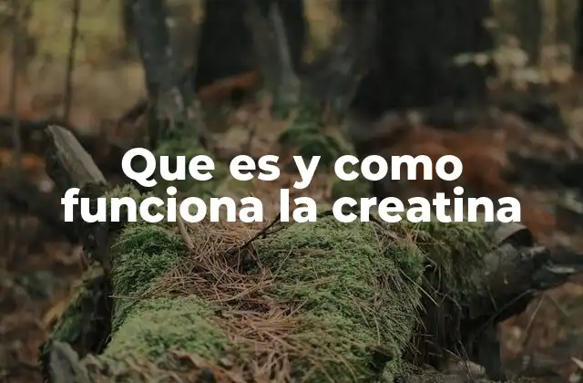 Que es y como Funciona la Creatina 2 El papel de la creatina en el rendimiento deportivo