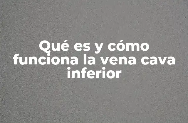 Qué es y Cómo Funciona la Vena Cava Inferior