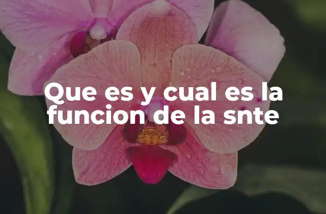 Que es y Cual es la Funcion de la Snte