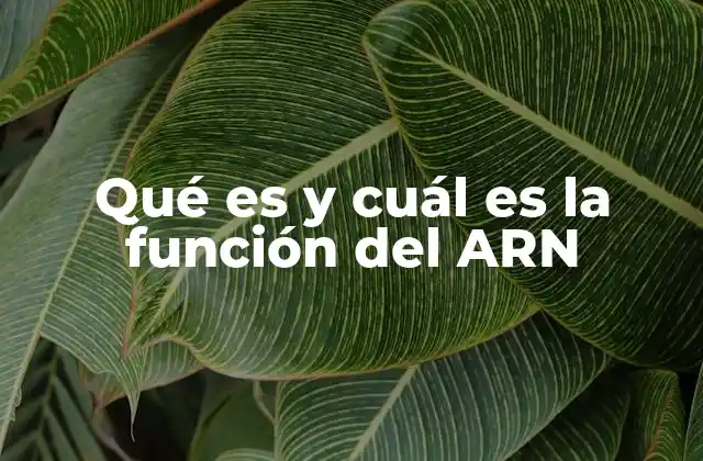 Qué es y Cuál es la Función Del Arn 2 El ARN en la síntesis de proteínas y su papel en la célula