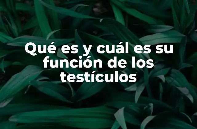 Qué es y Cuál es Su Función de los Testículos