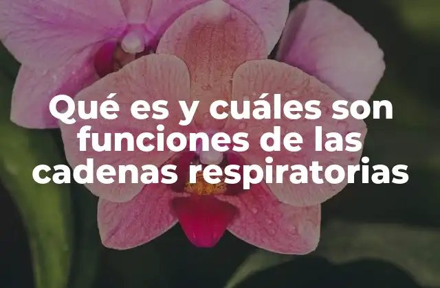 Qué es y Cuáles Son Funciones de las Cadenas Respiratorias