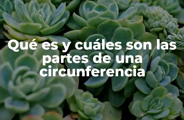 Qué es y Cuáles Son las Partes de una Circunferencia