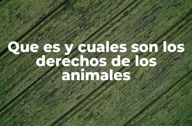 Que es y Cuales Son los Derechos de los Animales