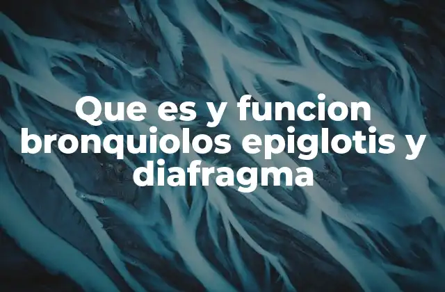 Que es y Funcion Bronquiolos Epiglotis y Diafragma