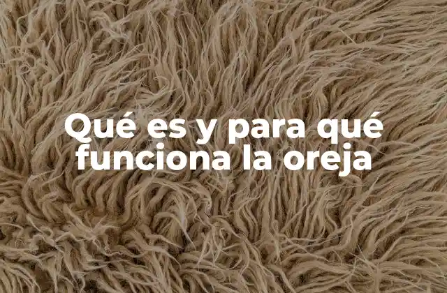 Qué es y para Qué Funciona la Oreja 2 La anatomía detrás de la percepción auditiva