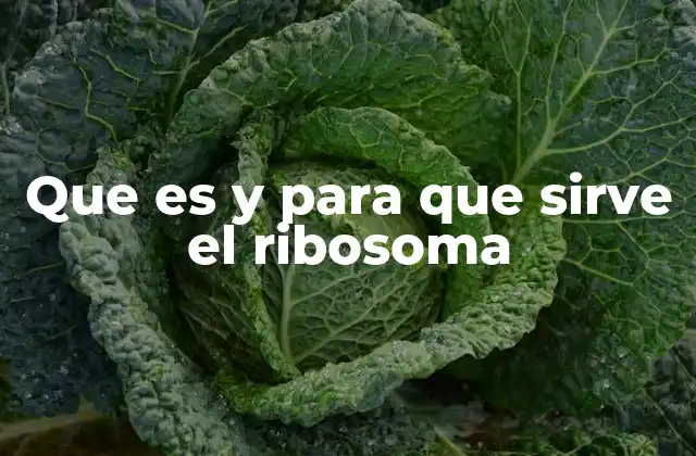 Que es y para que Sirve el Ribosoma