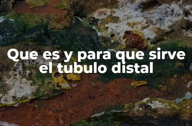 El rol del tubulo distal en la producción de orina