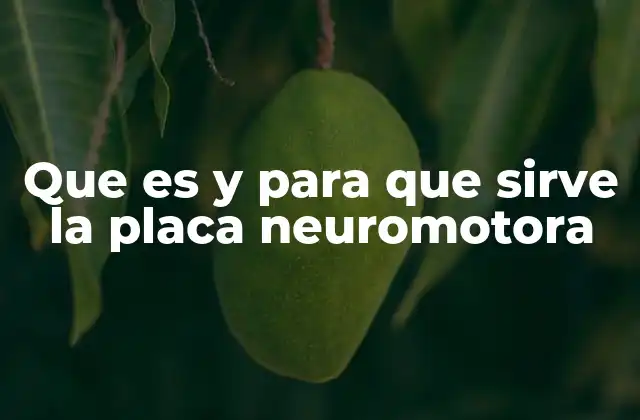 Que es y para que Sirve la Placa Neuromotora