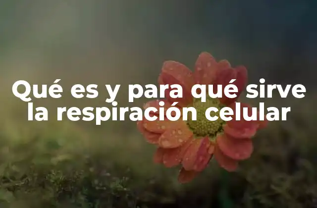 El proceso mediante el cual las células obtienen energía