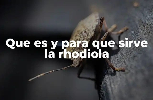 Que es y para que Sirve la Rhodiola