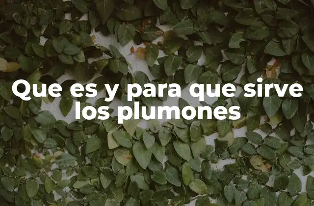 Que es y para que Sirve los Plumones