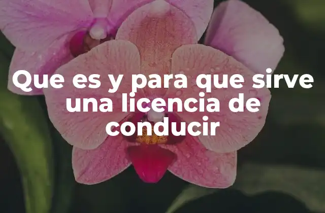 Que es y para que Sirve una Licencia de Conducir