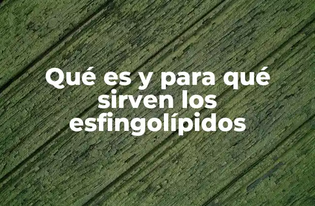 Qué es y para Qué Sirven los Esfingolípidos 2 La importancia de los esfingolípidos en la estructura celular