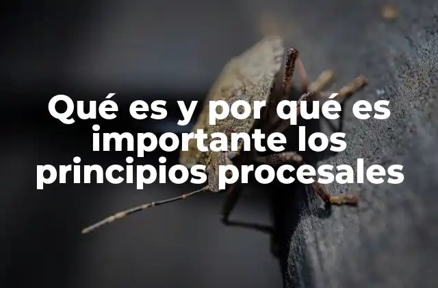 Qué es y por Qué es Importante los Principios Procesales
