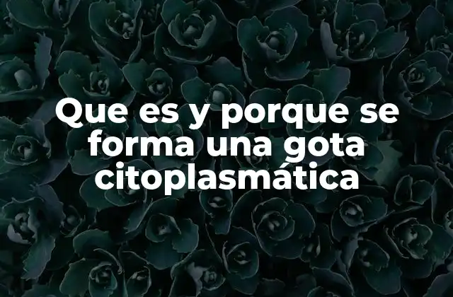 Que es y Porque Se Forma una Gota Citoplasmática