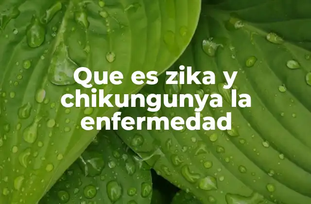 Que es Zika y Chikungunya la Enfermedad