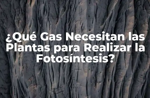 ¿qué Gas Necesitan las Plantas para Realizar la Fotosíntesis?
