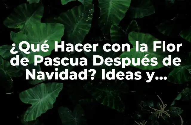 ¿qué Hacer con la Flor de Pascua Después de Navidad? Ideas y Consejos Prácticos