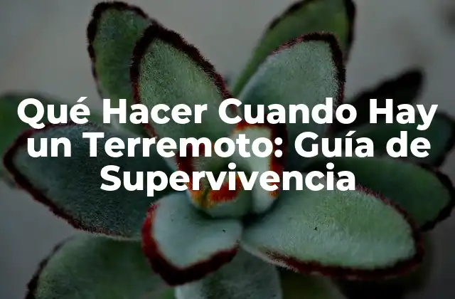 Qué Hacer Cuando Hay un Terremoto: Guía de Supervivencia