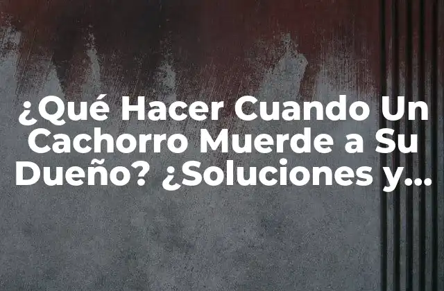 ¿qué Hacer Cuando un Cachorro Muerde a Su Dueño? ¿soluciones y Consejos Útiles?