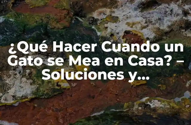 ¿qué Hacer Cuando un Gato Se Mea en Casa? – Soluciones y Prevención