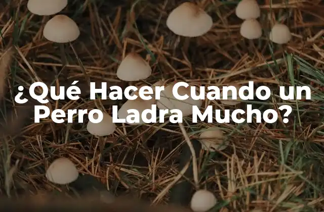 ¿qué Hacer Cuando un Perro Ladra Mucho?
