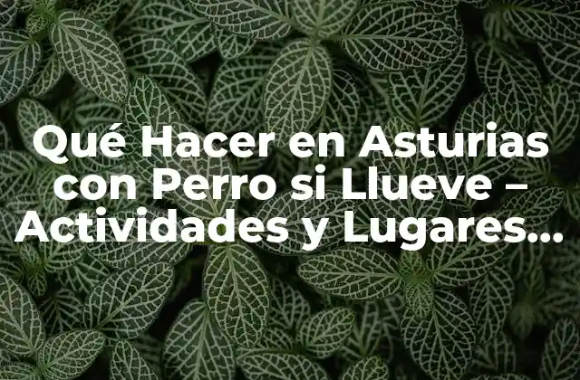 Qué Hacer en Asturias con Perro Si Llueve – Actividades y Lugares para Disfrutar
