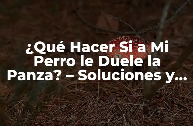 ¿qué Hacer Si a Mi Perro Le Duele la Panza? – Soluciones y Consejos