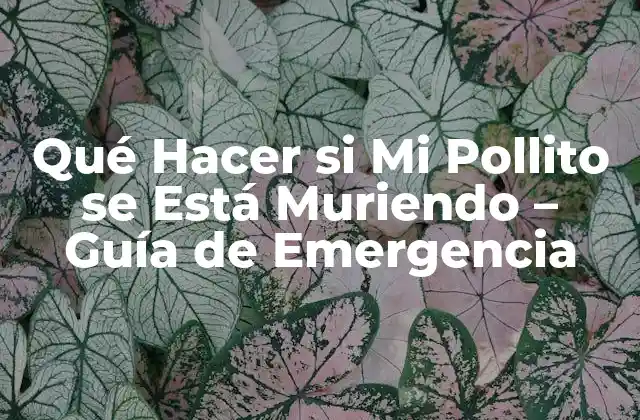 Qué Hacer Si Mi Pollito Se Está Muriendo – Guía de Emergencia