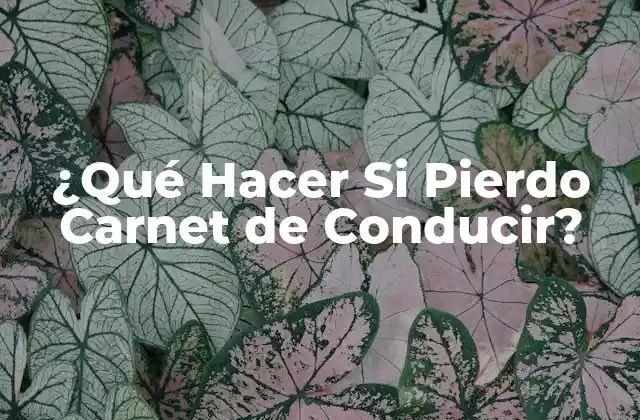 ¿qué Hacer Si Pierdo Carnet de Conducir?