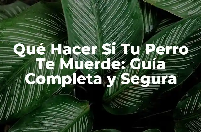 Qué Hacer Si Tu Perro Te Muerde: Guía Completa y Segura