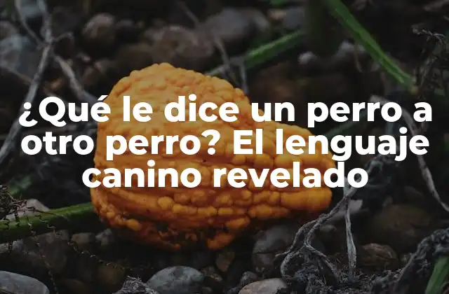 ¿qué Le Dice un Perro a Otro Perro? el Lenguaje Canino Revelado 2 El lenguaje vocal de los perros