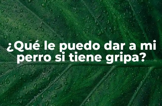 ¿qué Le Puedo Dar a Mi Perro Si Tiene Gripa? 2 ¿Cuáles son los síntomas comunes de la gripa en perros?