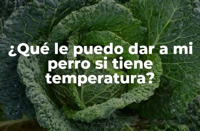 ¿qué Le Puedo Dar a Mi Perro Si Tiene Temperatura? 2 Causas comunes de la temperatura canina