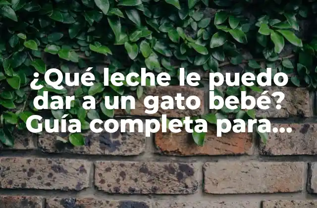 La importancia de la leche en la dieta de un gato bebé