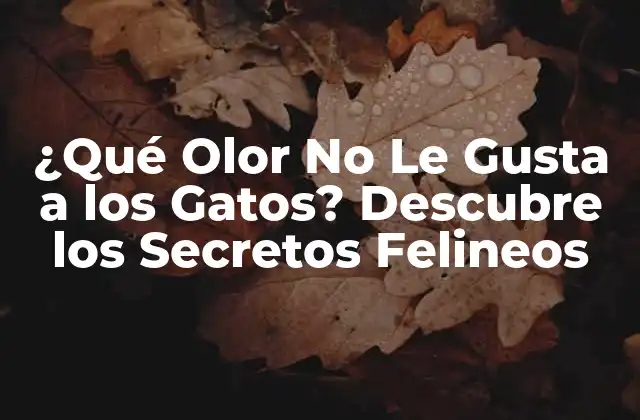 ¿qué Olor No Le Gusta a los Gatos? Descubre los Secretos Felineos