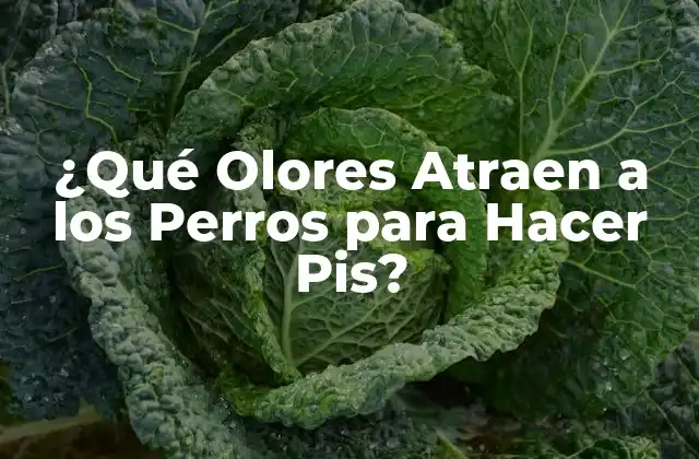¿qué Olores Atraen a los Perros para Hacer Pis?