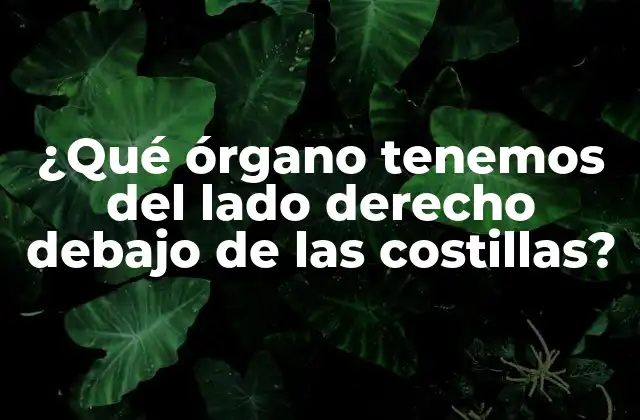 ¿qué Órgano Tenemos Del Lado Derecho Debajo de las Costillas?