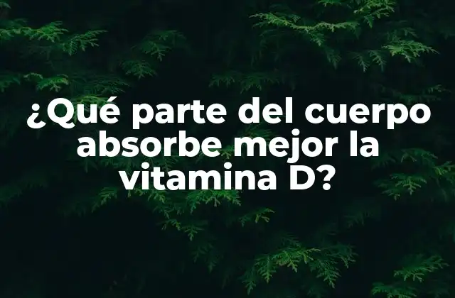 ¿qué Parte Del Cuerpo Absorbe Mejor la Vitamina D?