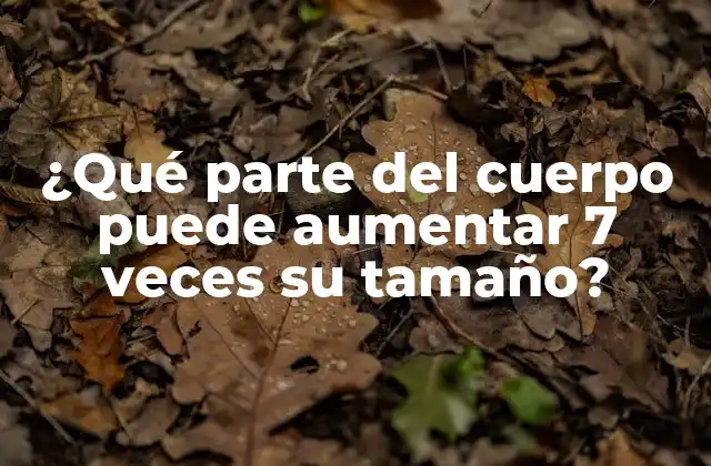 ¿qué Parte Del Cuerpo Puede Aumentar 7 Veces Su Tamaño?