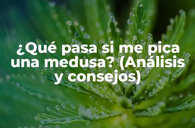 ¿qué Pasa Si Me Pica una Medusa? (análisis y Consejos)
