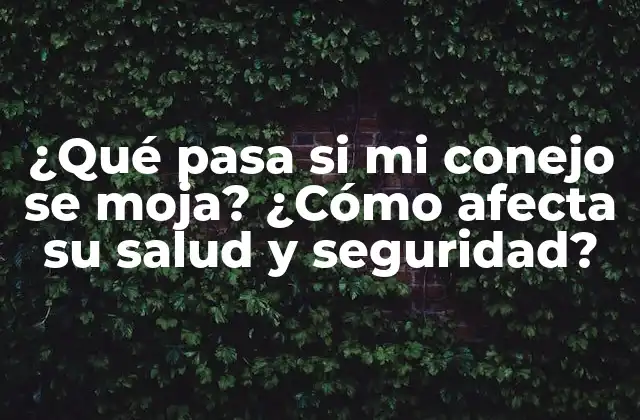 ¿qué Pasa Si Mi Conejo Se Moja? ¿cómo Afecta Su Salud y Seguridad? 2 ¿Por qué la humedad es un problema para los conejos?