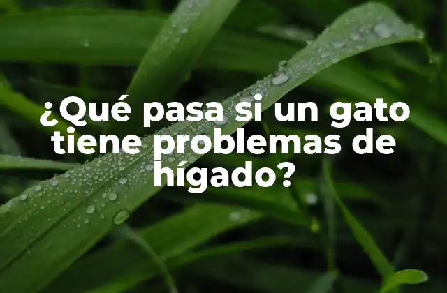 ¿qué Pasa Si un Gato Tiene Problemas de Hígado? 2 Causas comunes de problemas de hígado en gatos