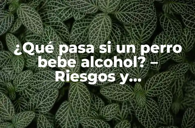 ¿qué Pasa Si un Perro Bebe Alcohol? – Riesgos y Consecuencias