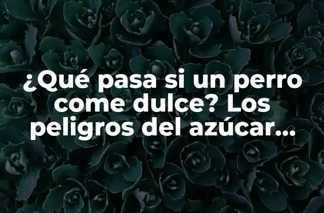 ¿qué Pasa Si un Perro Come Dulce? los Peligros Del Azúcar para Tu Mascota